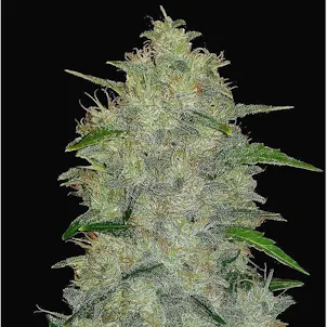 Photo of Chem Dog Auto
