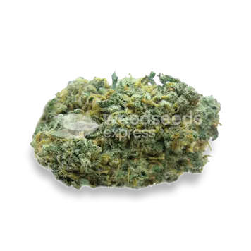 Photo of Lamb's Bread Feminized Seeds