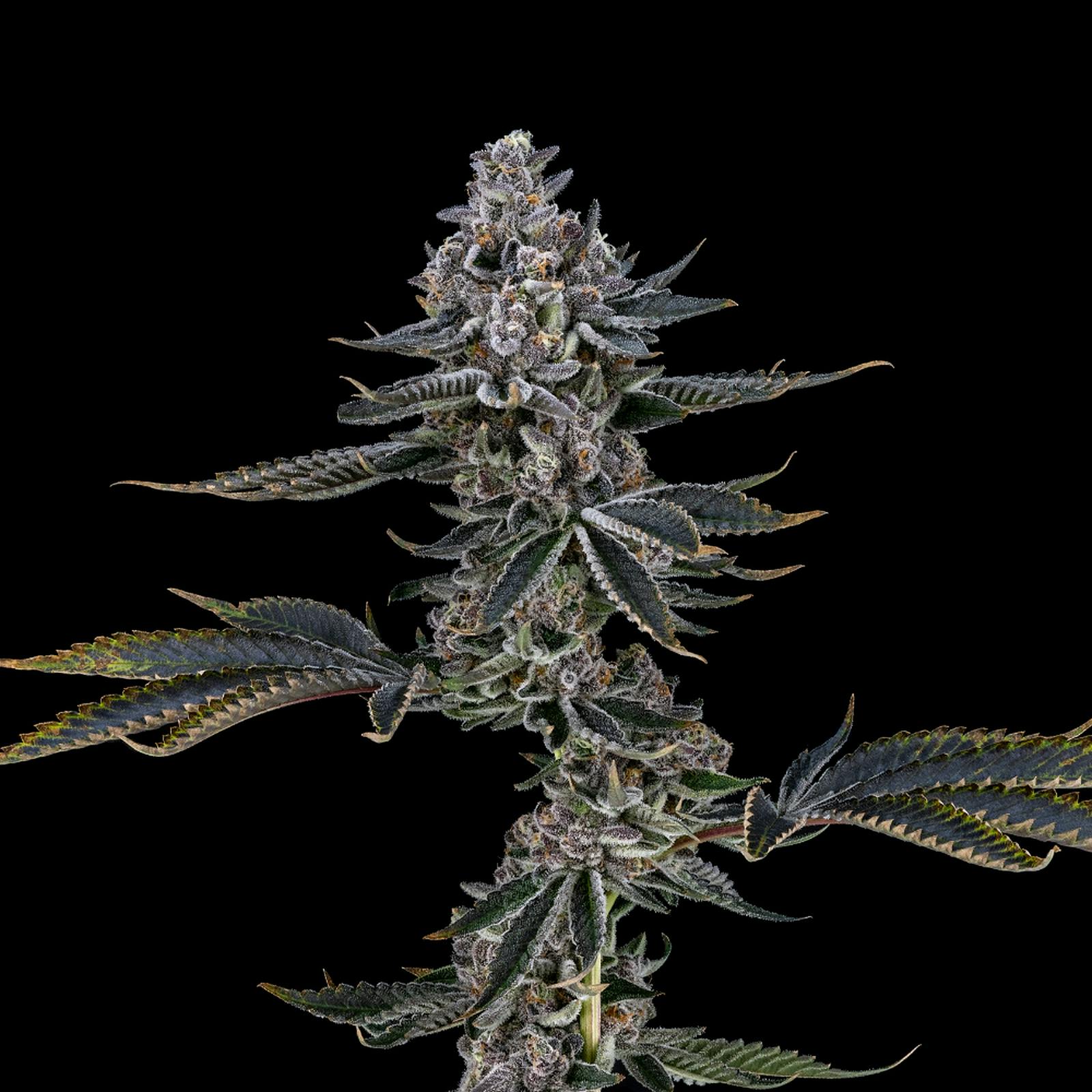 FloraCal Farms Apple Tart Hybrid Flower [3.5g] Leafly