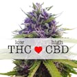 Product image for Blueberry CBD (fem) seeds