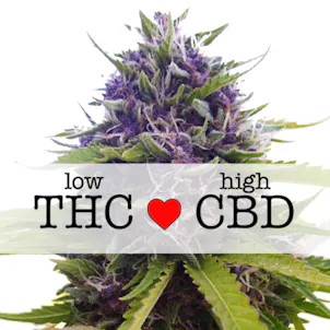 Photo of Blueberry CBD (fem) seeds