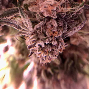 Photo of Purple Punch