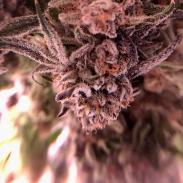 Photo of Purple Punch