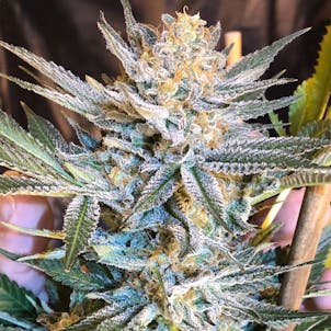 Product image for Fruity Chronic Juice