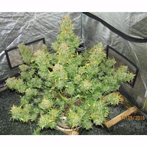 Photo of Californian Snow