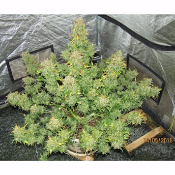 Photo of Californian Snow