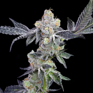 Photo of Peppermint Cookies