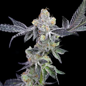 Photo of Peppermint Cookies