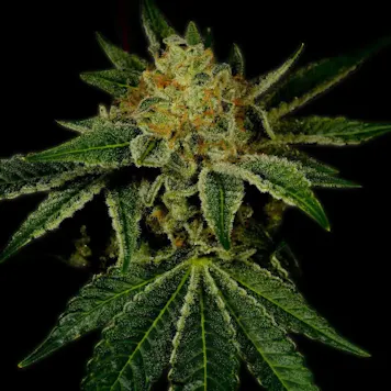 Photo of Tangie Autoflower