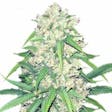 Product image for Super Silver Haze Marijuana Seeds By TheSeedPharm.com
