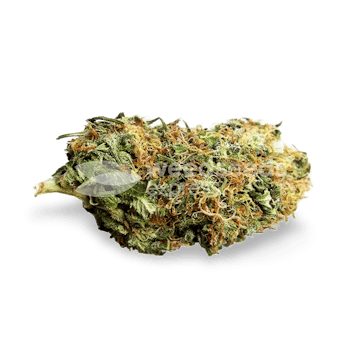 Photo of Diesel CBD Feminized Seeds