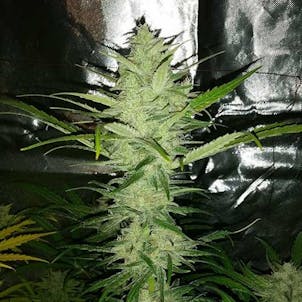 Photo of Cinderella 99 Feminized