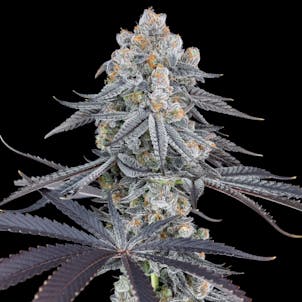 Photo of Dr. Who - "The Doctor"