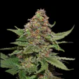 Product image for Strawberry Cough Feminized Cannabis Seeds