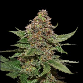 Photo of Strawberry Cough Feminized Cannabis Seeds