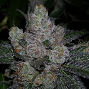 Photo of Dawgy Treats