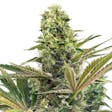 Product image for Limoncello Haze Feminized