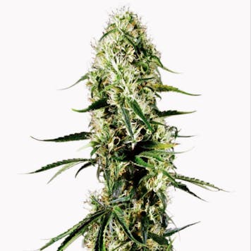 Photo of Super Silver Haze Seeds