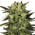 Product image for MK Ultra (fem) seeds