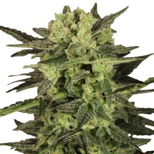 Photo of MK Ultra (fem) seeds