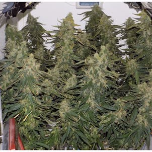 Photo of Six Shooter