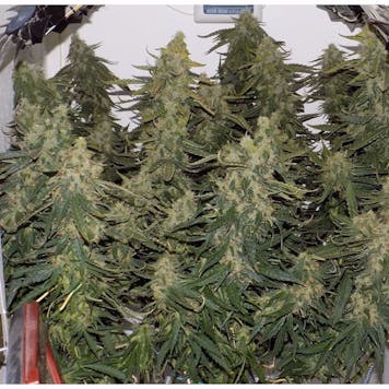 Photo of Six Shooter