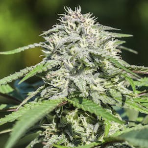 Photo of Cakeberry Brulee