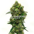Green Crack Feminized