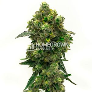 Product image for Green Crack Feminized