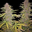 Product image for Grape Skunk Cannabis Seeds Feminized