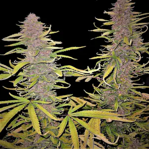 Photo of Grape Skunk Cannabis Seeds Feminized
