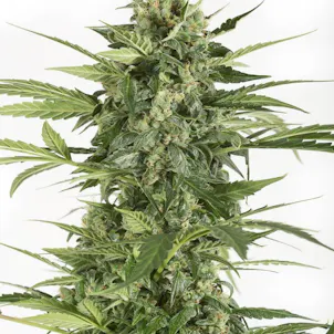 Photo of Blue Cheese Feminized