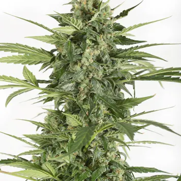 Photo of Blue Cheese Feminized