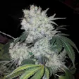 Product image for White Widow Feminized Cannabis Seeds
