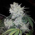 White Widow Feminized Cannabis Seeds