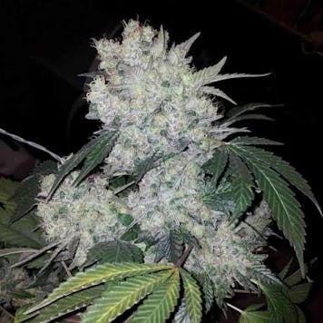 Photo of White Widow Feminized Cannabis Seeds