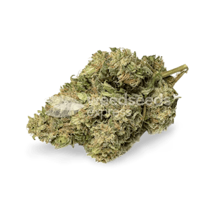 Photo of CBD Kush Feminized Seeds