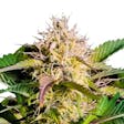 Product image for Black Domina Feminized