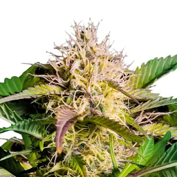 Photo of Black Domina Feminized