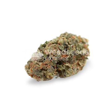 Photo of White Widow Regular Seeds