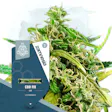 Product image for CBD Fix Feminized by Zamnesia Seeds