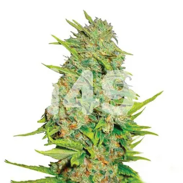 Photo of AK47 Autoflower