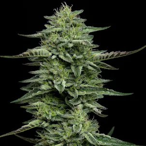 Photo of The Bling Feminized Seeds - 10-pack