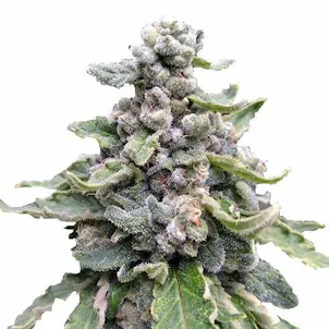 Photo of Tropicana Cookies Feminized