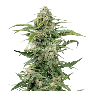 Photo of CBD Kush Autoflower Seeds