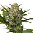 Product image for Skunk Supreme Feminized
