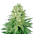 Product image for Jack Widow Feminized Seeds