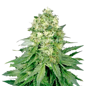 Photo of Jack Widow Feminized Seeds