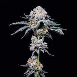 Photo of GP20 1g Preroll