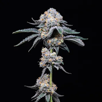 Photo of GP20 1g Preroll